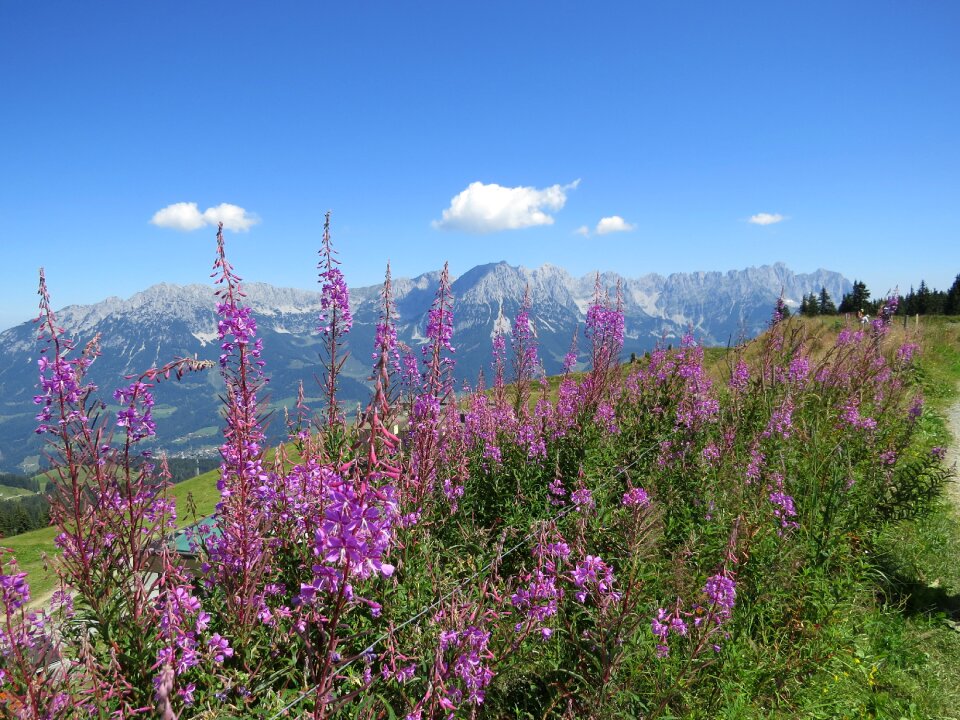 Nature landscape summer