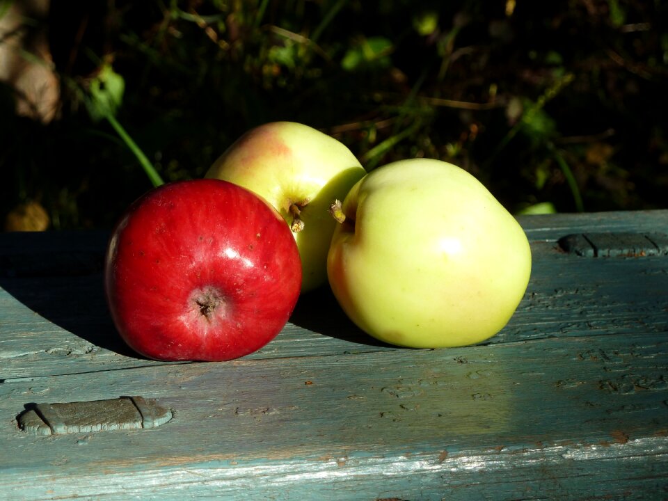 Apples harvest fruit