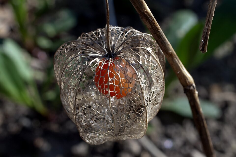Fruit physalis close up