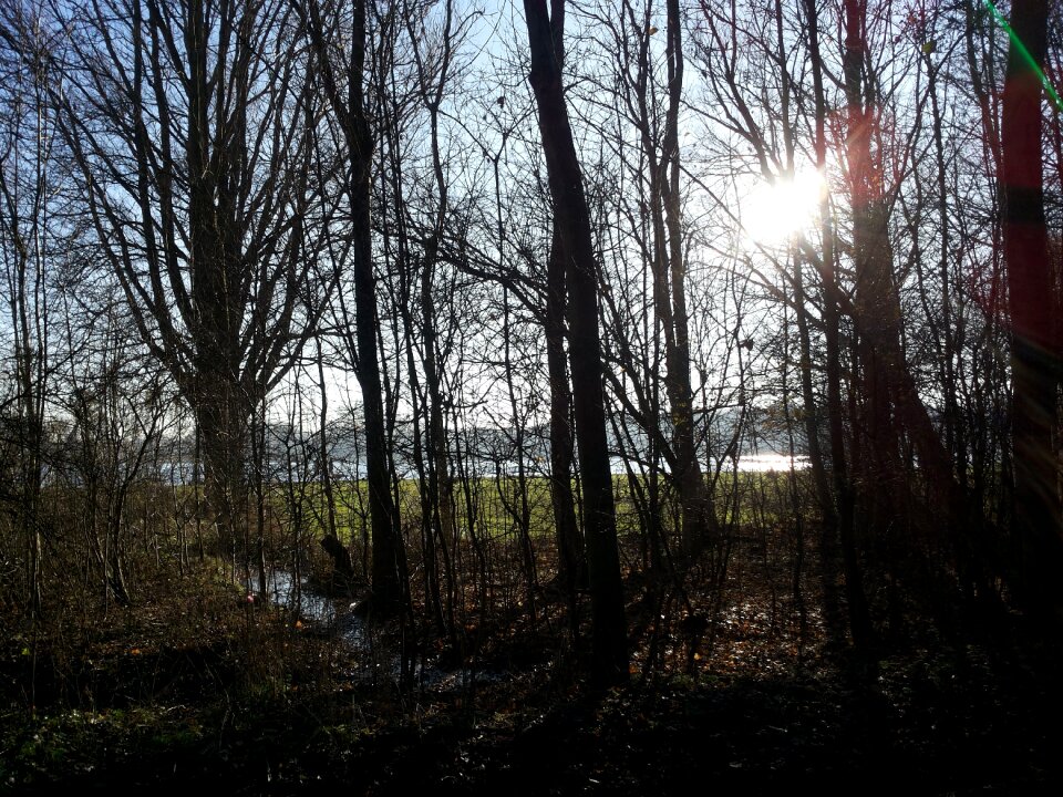 Landscape walk forest