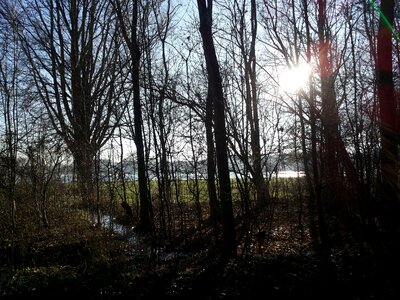 Landscape walk forest