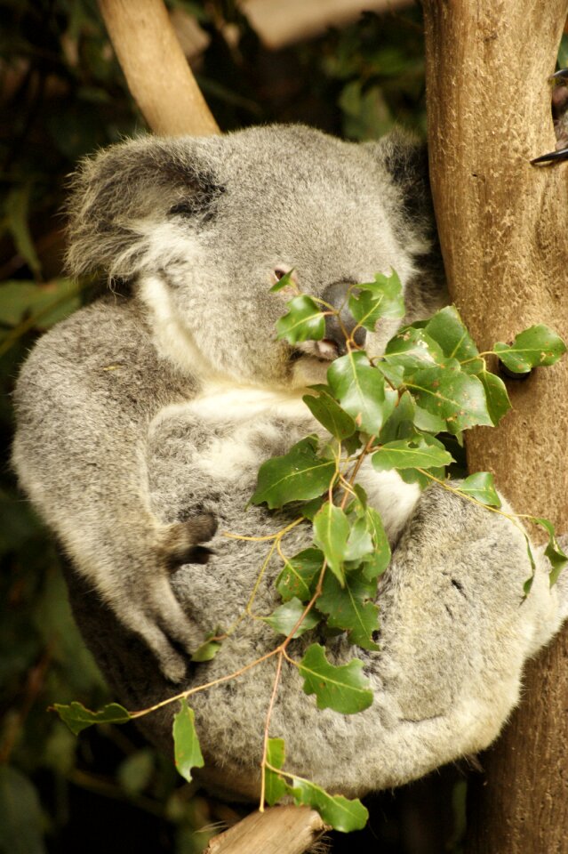 Tree climbers eucalyptus tree australia