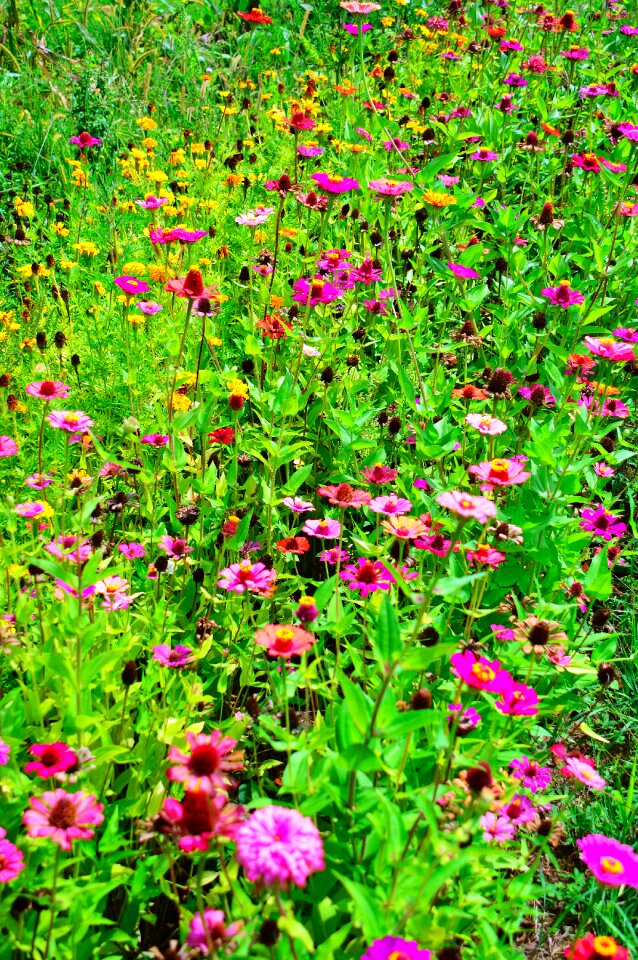 Nature beautiful flower