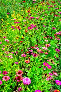 Nature beautiful flower
