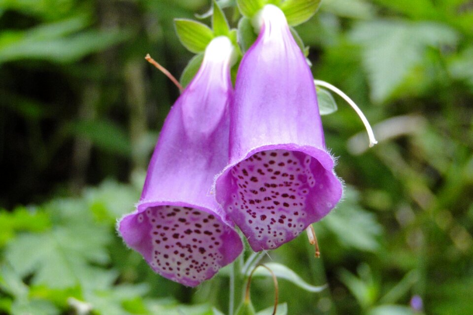 Speckled summer bell