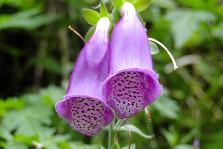 Speckled summer bell