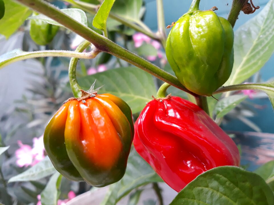 Green food plant