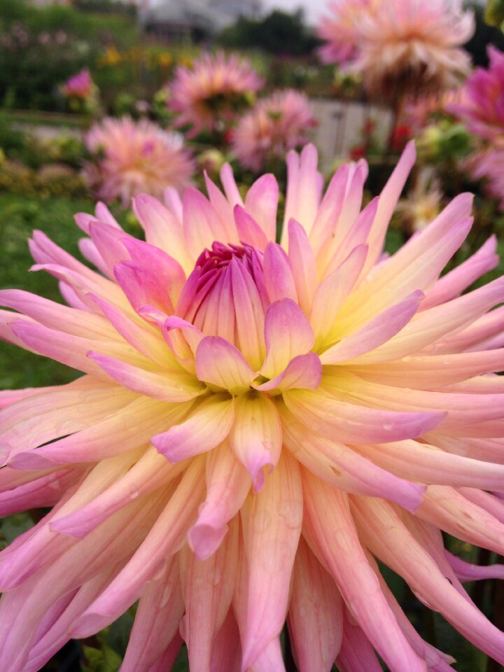 Pups pink kakhaufen