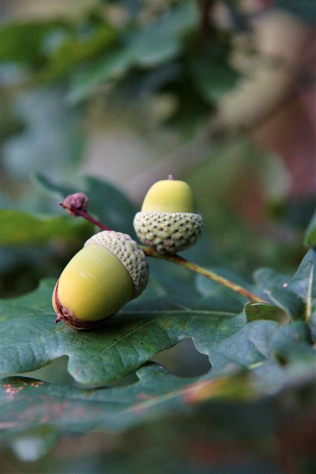 Oak leaves acorn