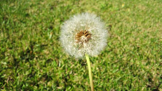 Weed dandelion photo