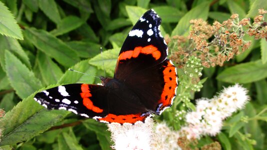 Insects beautiful bright