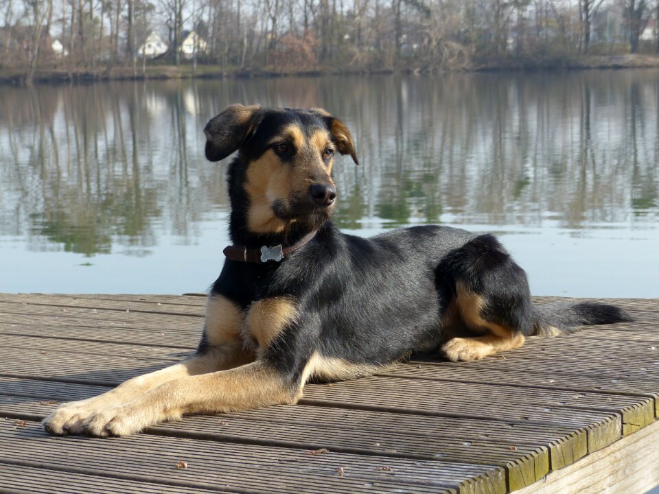 Lake dog at the lake web