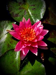 Lily pad bloom flower photo