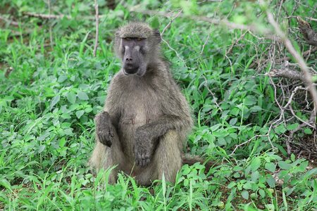 Kruger national park animals baboons