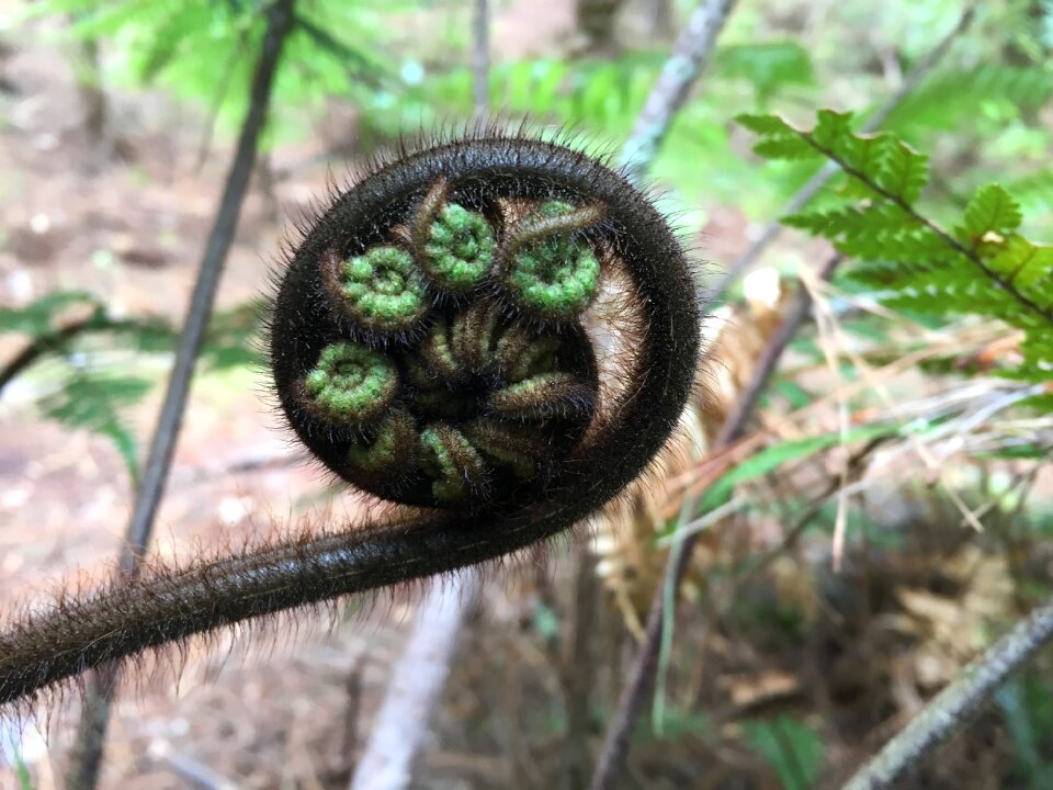 Nature green unfurling