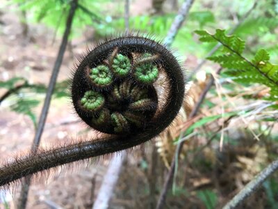 Nature green unfurling