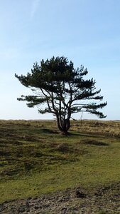 Landscape lonely silhouette