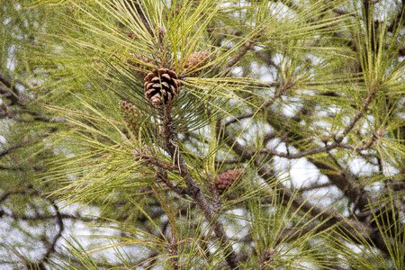 Nature pine cone needle