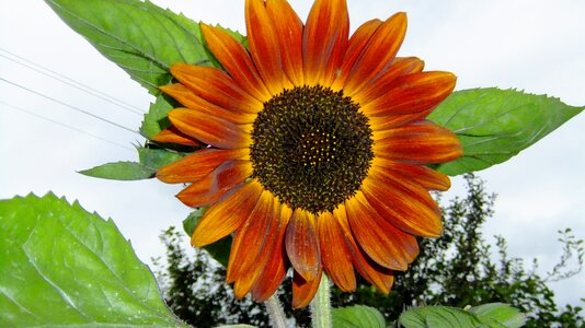 Sunny flower flora