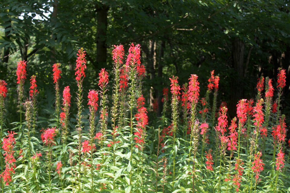 Bloom blossom nature