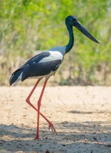 Jabiru northern territory