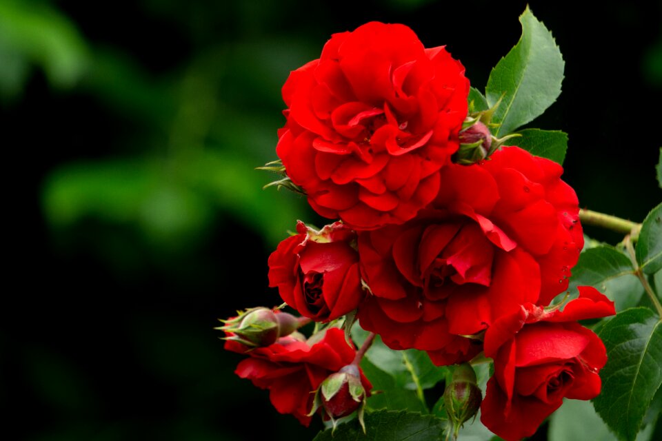 Garden bloom bush