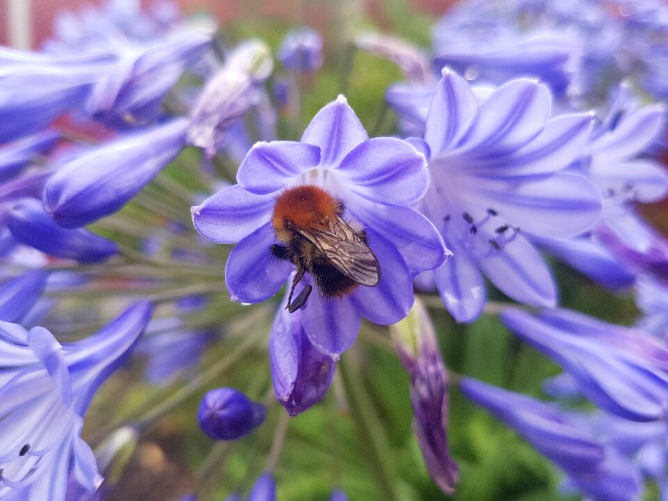 Insects purple blue
