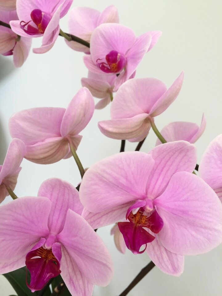 Flower pink