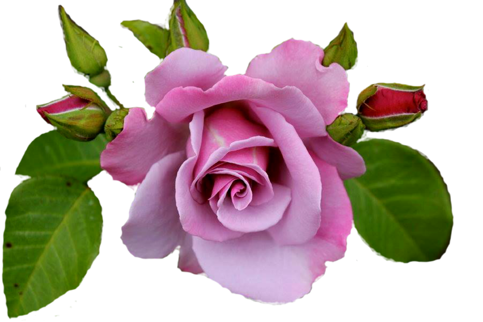 Pink garden floral