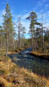 Trees sky scandinavia