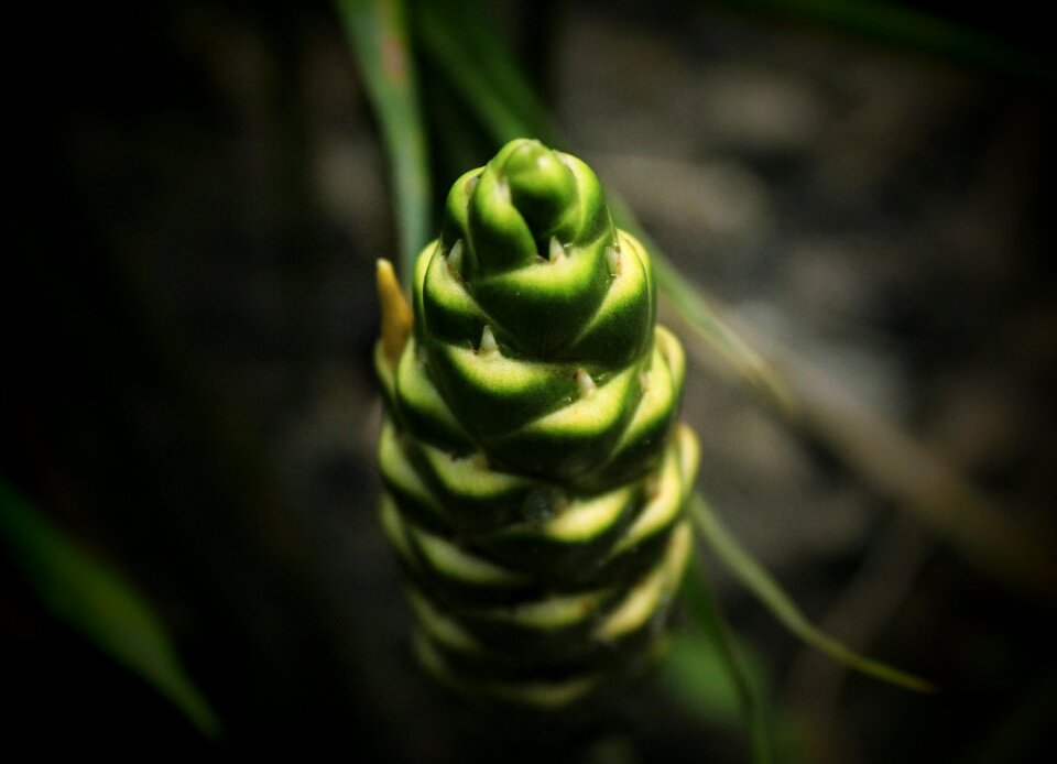 Flowering green white