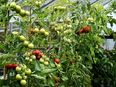 Tomatoes ripening