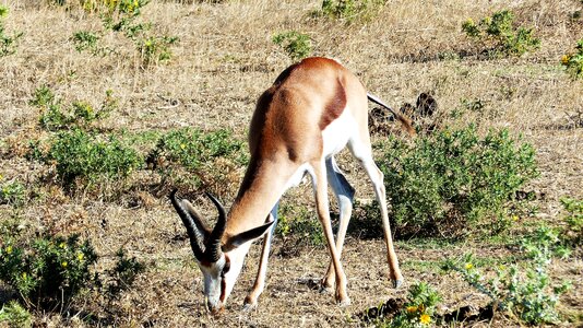 Africa wild grass