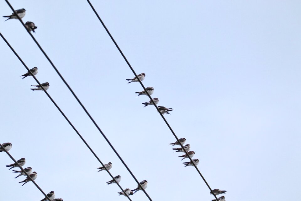 Swallows swarm power cable