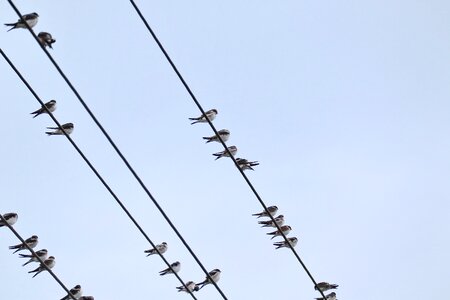 Swallows swarm power cable photo