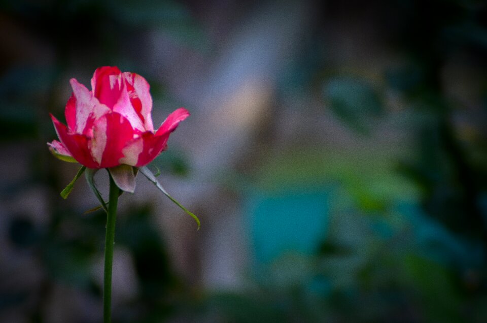 Flower beauty spring