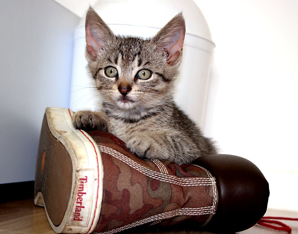 Animal kitten mammal