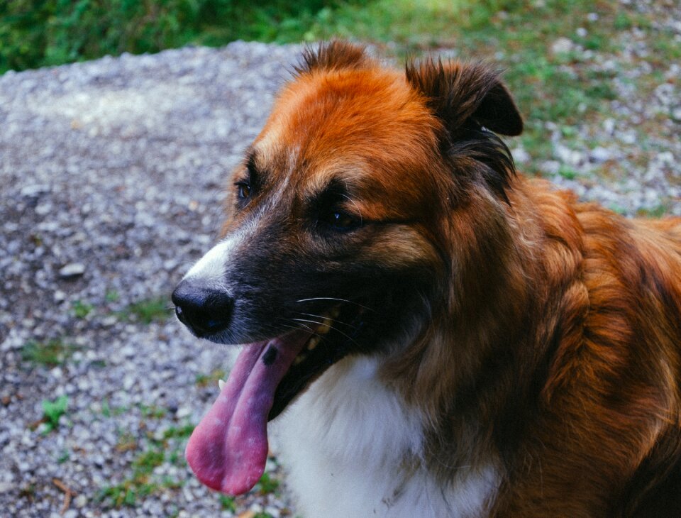 In the free dog head out