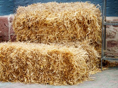 Field harvest agriculture photo