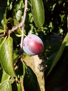 Leaf leaves plum