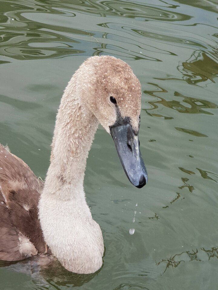 Nature water bird bird