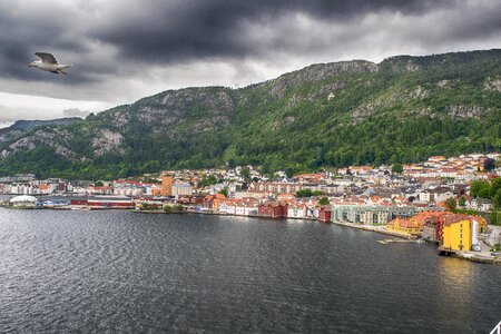 Bergen birds norway