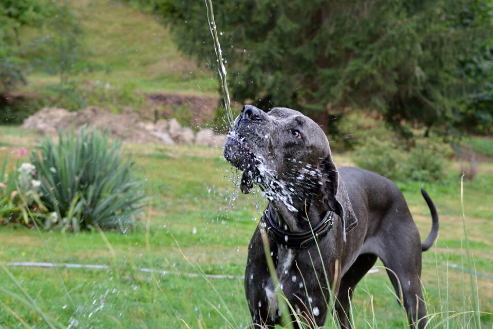 Water great dane drinking regime