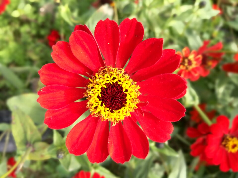 Flower red flowers hope