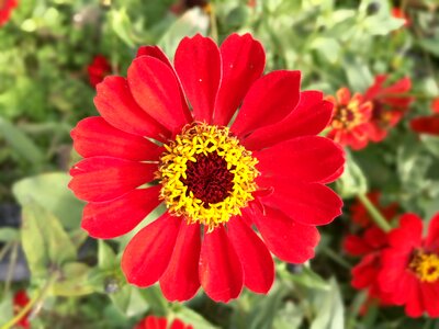 Flower red flowers hope