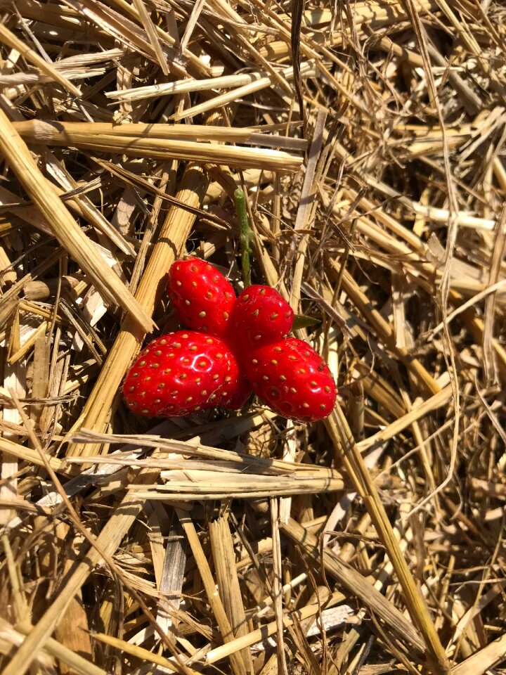 Straw hay nature
