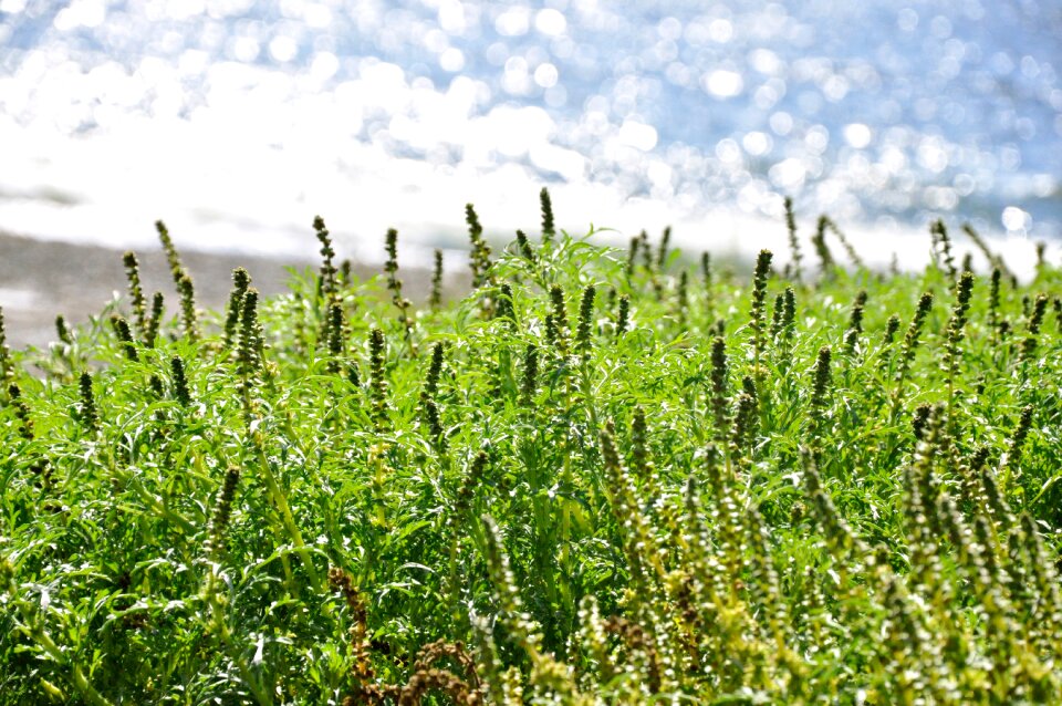 Grass landscape sea