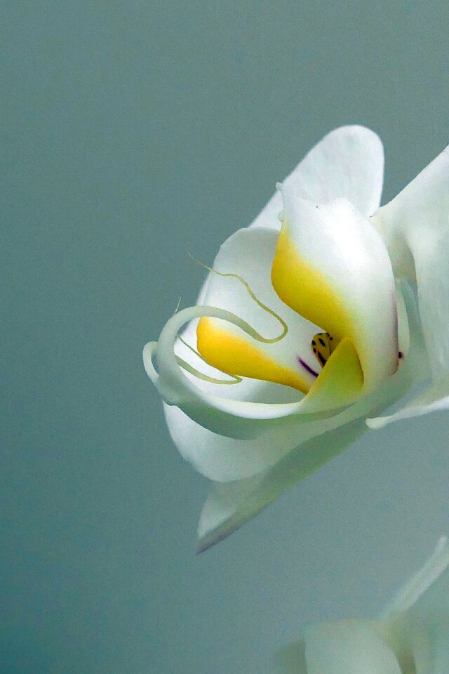 Nature flower plant