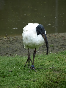 White bill black and white