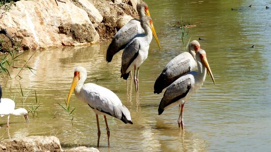 Wild plumage color